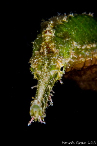 Double Ended Pipefish by Henrik Gram Rasmussen 